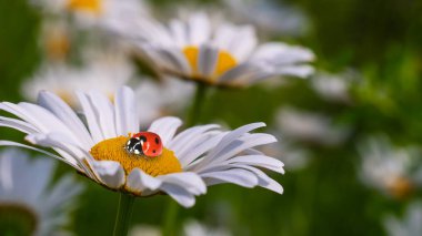 Bir yaz tarlasında papatya yakın çekim üzerinde Ladybug.