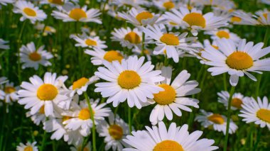 Yaz alanında chamomiles yakın çekim