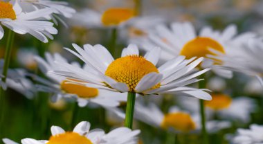 Yaz alanında chamomiles yakın çekim