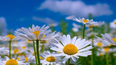 Yaz alanında chamomiles yakın çekim