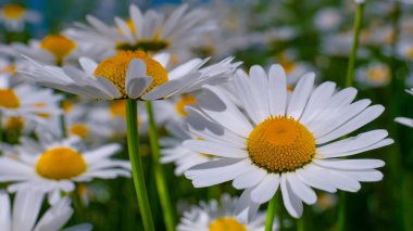 Yaz alanında chamomiles yakın çekim