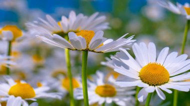 Yaz alanında chamomiles yakın çekim