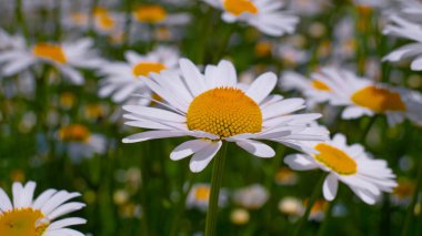 Yaz alanında chamomiles yakın çekim