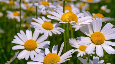Yaz alanında chamomiles yakın çekim
