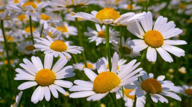 Yaz alanında chamomiles yakın çekim