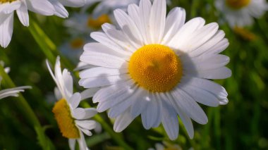 Yaz alanında chamomiles yakın çekim
