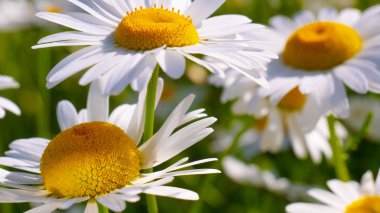 Yaz alanında chamomiles yakın çekim