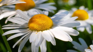 Yaz alanında chamomiles yakın çekim