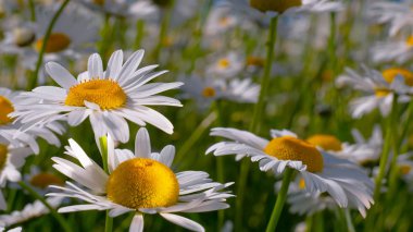 Yaz alanında chamomiles yakın çekim