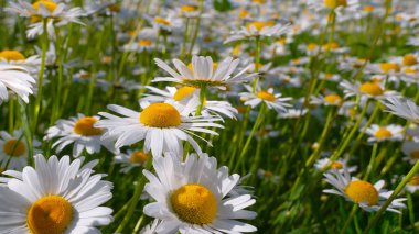 Yaz alanında chamomiles yakın çekim