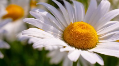 Yaz alanında chamomiles yakın çekim