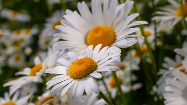 Yaz alanında chamomiles yakın çekim