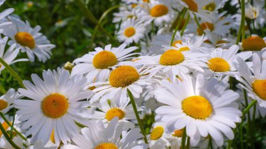 Yaz alanında chamomiles yakın çekim