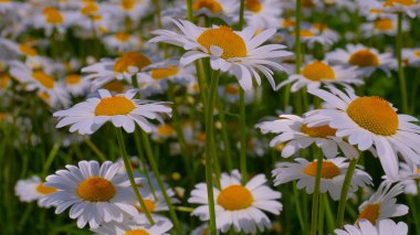Yaz alanında chamomiles yakın çekim