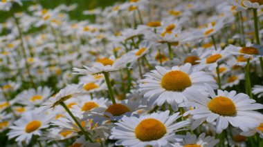 Yaz alanında chamomiles yakın çekim