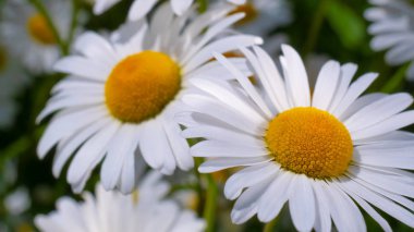 Yaz alanında chamomiles yakın çekim