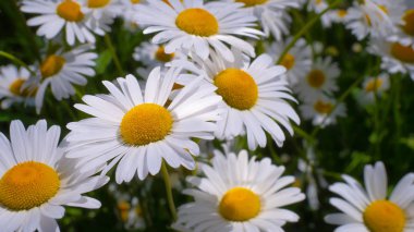 Yaz alanında chamomiles yakın çekim