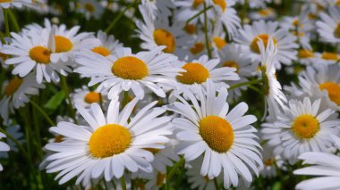 Yaz alanında chamomiles yakın çekim