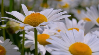 Yaz alanında chamomiles yakın çekim