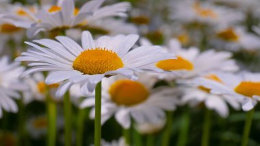 Yaz alanında chamomiles yakın çekim