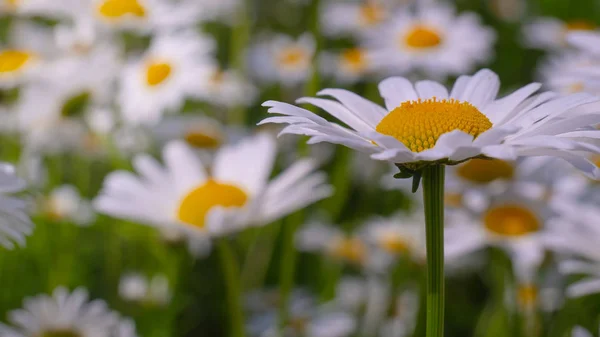 Chamomiles Summer Field Close — Stock Photo, Image