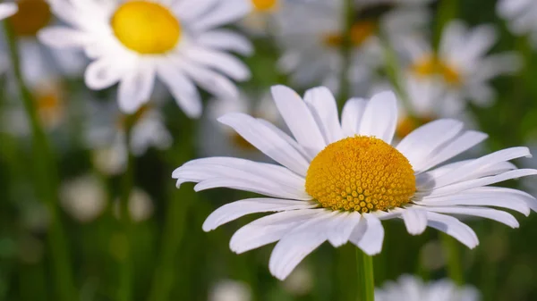 Chamomiles Summer Field Close — Stock Photo, Image