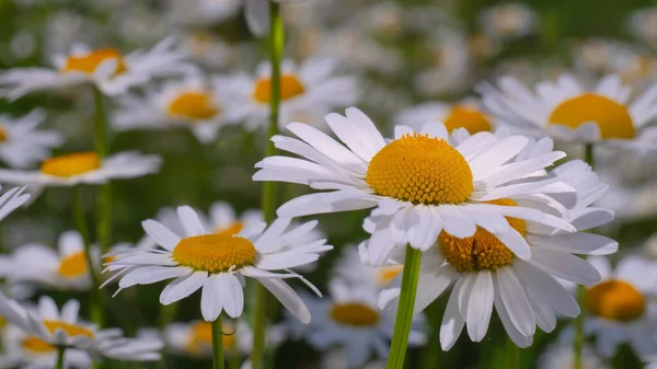 Chamomiles Summer Field Close — Stock Photo, Image