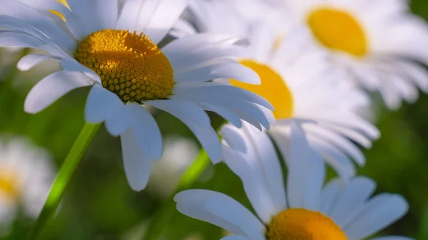 Ladybug Camomile Close Summer Field — Stock Photo, Image