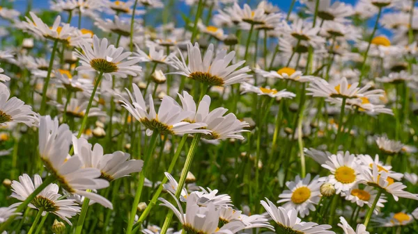 Lieveheersbeestje Een Kamille Close Een Zomer Veld — Stockfoto