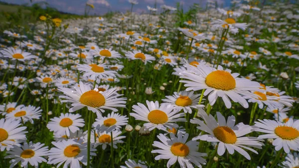 Coccinelle Sur Gros Plan Camomille Dans Champ Été — Photo