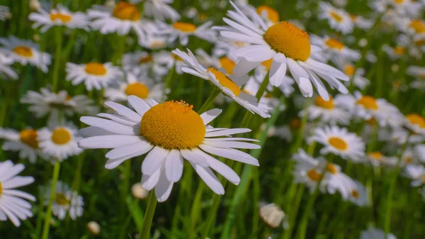 Coccinelle Sur Gros Plan Camomille Dans Champ Été — Photo