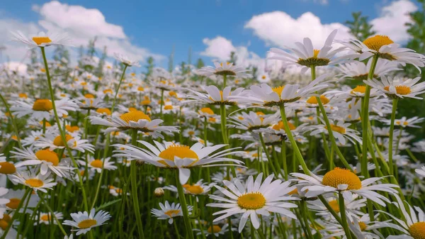 stock image Ladybug on a camomile close-up in a summer field.