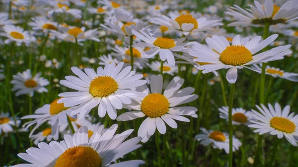 stock image Ladybug on a camomile close-up in a summer field.