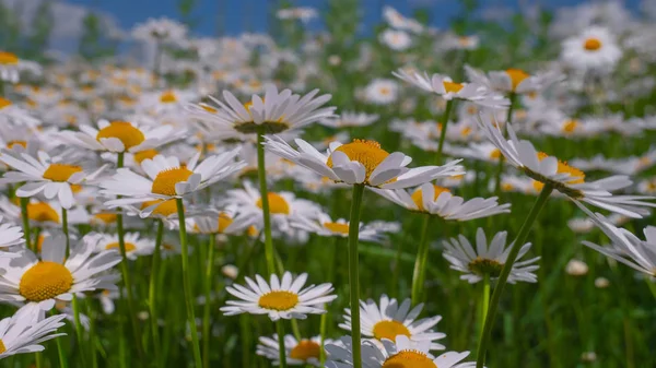 Lieveheersbeestje Een Kamille Close Een Zomer Veld — Stockfoto