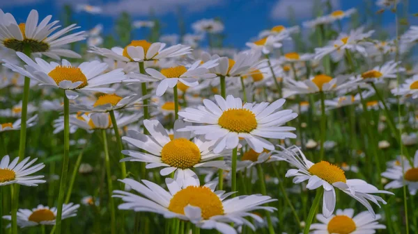 Marienkäfer Auf Einer Kamille Großaufnahme Auf Einem Sommerfeld — Stockfoto