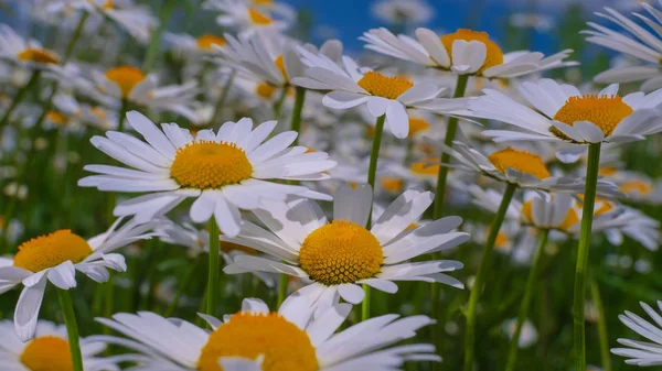 Ladybug Camomile Close Summer Field — Stock Photo, Image