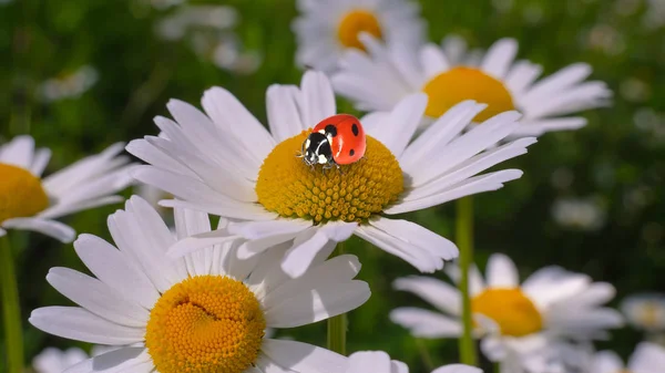 Marienkäfer Auf Einer Kamille Großaufnahme Auf Einem Sommerfeld — Stockfoto