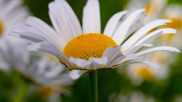 Ladybug Camomile Close Summer Field — Stock Photo, Image