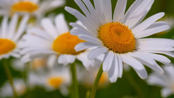 Ladybug Camomile Close Summer Field — Stock Photo, Image