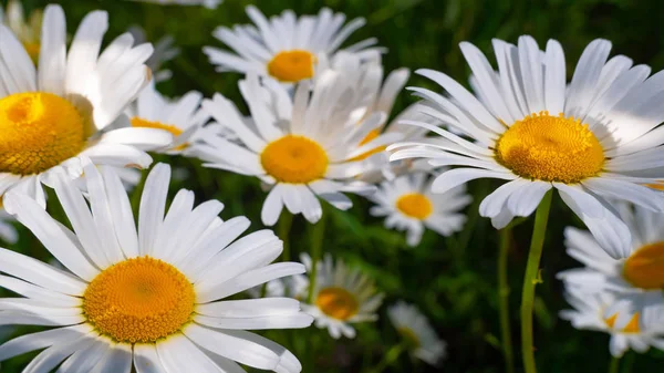 Coccinelle Sur Gros Plan Camomille Dans Champ Été — Photo