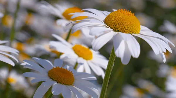 Ladybug Camomile Close Summer Field — Stock Photo, Image