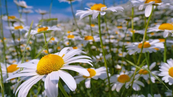 Marienkäfer Auf Einer Kamille Großaufnahme Auf Einem Sommerfeld — Stockfoto