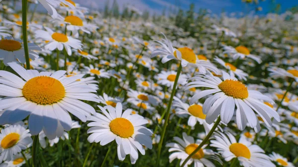 Marienkäfer Auf Einer Kamille Großaufnahme Auf Einem Sommerfeld — Stockfoto