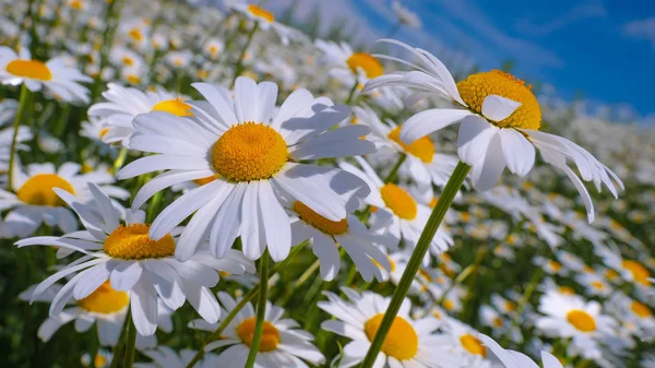 Coccinella Una Camomilla Primo Piano Campo Estivo — Foto Stock