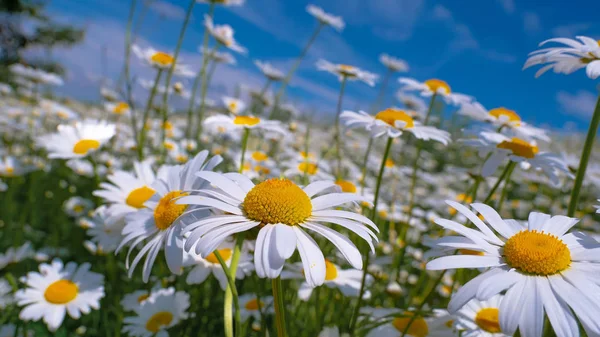 Coccinella Una Camomilla Primo Piano Campo Estivo — Foto Stock