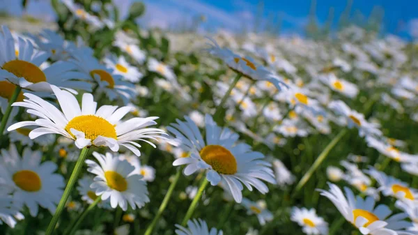 Marienkäfer Auf Einer Kamille Großaufnahme Auf Einem Sommerfeld — Stockfoto