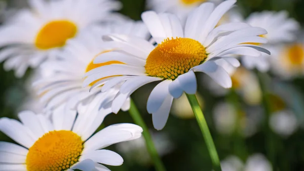 Ladybug Camomile Close Summer Field — Stock Photo, Image