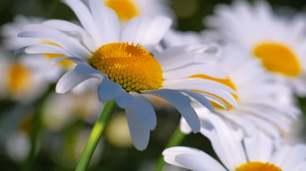 Ladybug Camomile Close Summer Field — Stock Photo, Image