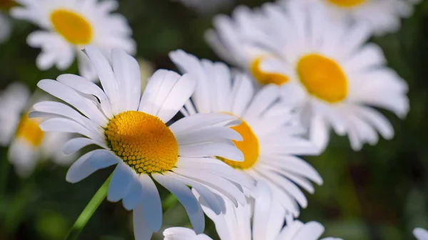 Ladybug Camomile Close Summer Field — Stock Photo, Image