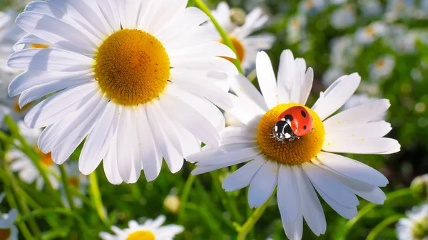 Marienkäfer Auf Einer Kamille Großaufnahme Auf Einem Sommerfeld — Stockfoto